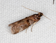 Conobathra hemichlaena