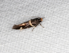 Macrobathra alternatella