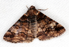 Cryphaea xylina