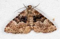 Aporoctena scierodes