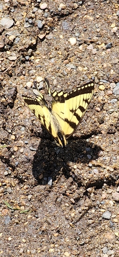 Canadian Tiger Swallowtail photo 6
