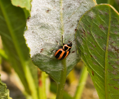 Paranaemia vittigera