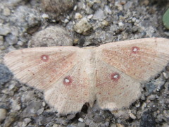 Cyclophora albipunctata