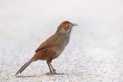 Dasyornis broadbenti