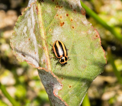 Paranaemia vittigera