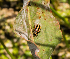 Paranaemia vittigera