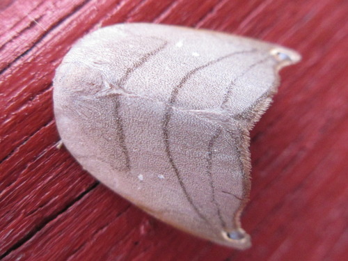 Pseudalbara parvula Leech, 1890