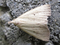 Stenhypena nigripuncta