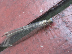 Paraglenurus japonicus