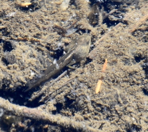iNaturalist observation photo of Pacific chorus frog