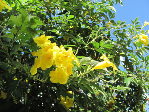 Another photo of Yellow Bells