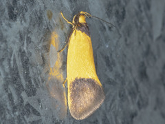 Merocroca automima
