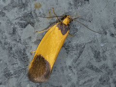 Merocroca automima