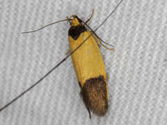 Merocroca automima