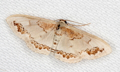 Dithalama cosmospila