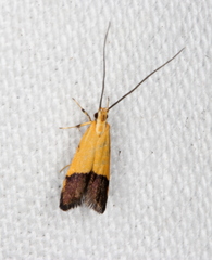Crocanthes micradelpha