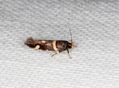 Macrobathra alternatella