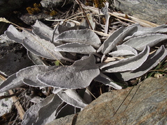 Brachyglottis haastii