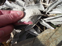 Brachyglottis haastii
