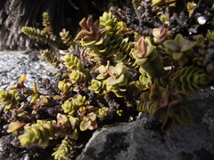 Veronica buchananii
