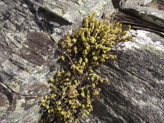 Veronica buchananii