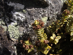 Veronica buchananii