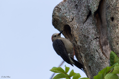 Melanerpes aurifrons