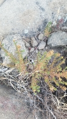 Deinandra minthornii