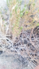 Deinandra minthornii