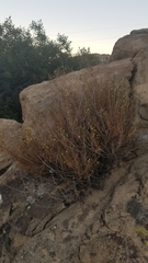 Deinandra minthornii