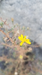 Deinandra minthornii