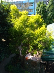 Melaleuca alternifolia