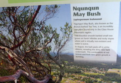 Leptospermum luehmannii