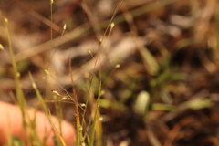 Panicum philadelphicum, photograph (c) Henry "Nick" Robertson, some rights reserved (CC BY-SA)