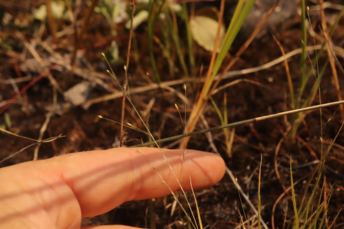 woodland panic grass (Panicum philadelphicum)