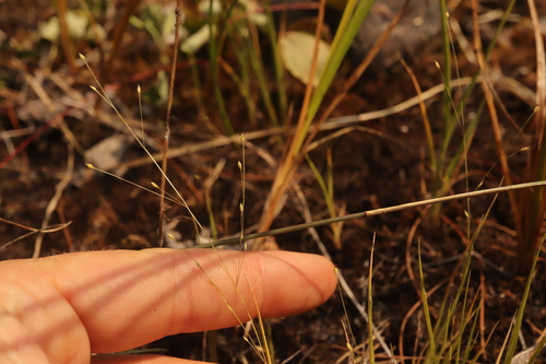 Panicum philadelphicum, photograph 4