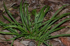 Carex backii