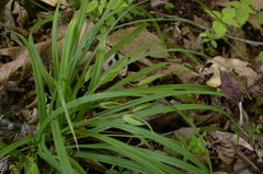 Carex backii