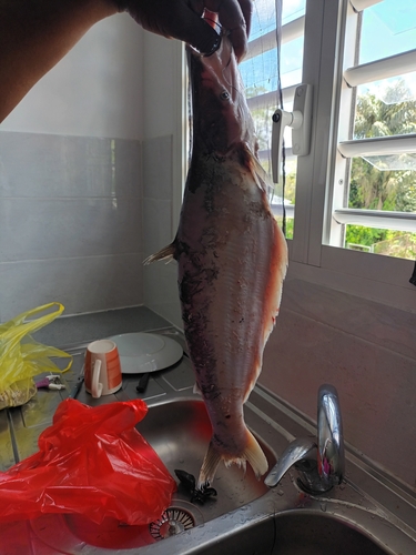 Highwaterman catfish (Hypophthalmus edentatus) — Pimelodidae — 4