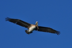 Pelecanus occidentalis
