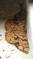 Heterostegane subtessellata
