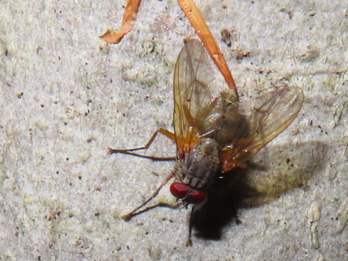 Mydaea flavicornis