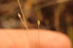 Panicum philadelphicum, photograph (c) Henry "Nick" Robertson, some rights reserved (CC BY-SA)