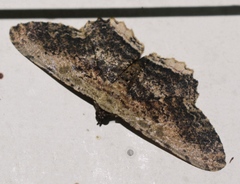 Ruttellerona pallicostaria