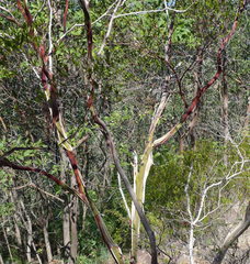 Leptospermum luehmannii