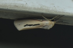 Micraloa