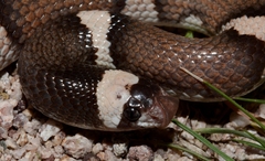 Phyllorhynchus browni