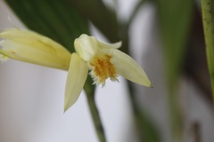 Sobralia fragrans