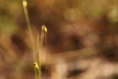 Panicum philadelphicum