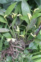 Sobralia fragrans